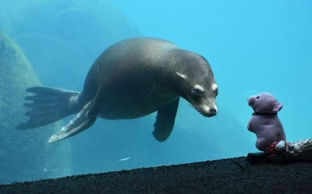 Seal - seal, animal, water, swim