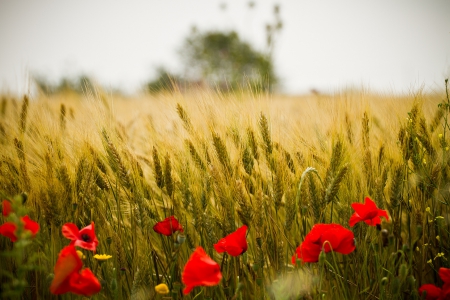 Poppies in Field