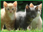 three cute kittens in the garden