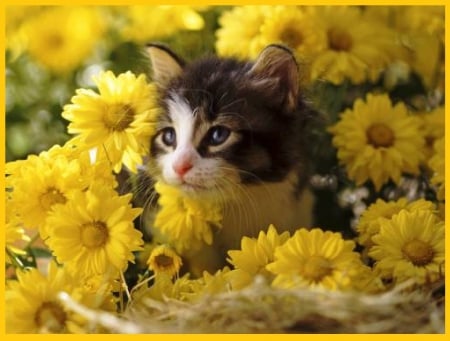 kitty in a flower basket - flower basket, animals, cats, kitty