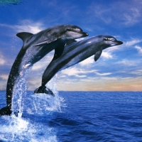 Dolphins