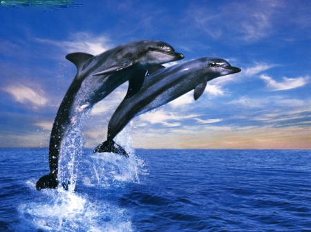 Dolphins - dolphins, nature, beauty, aquatic animals