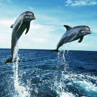 Dolphins