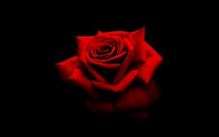 Red Rose