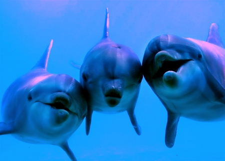 Lets Get Wet! - beauty, dolphins, nature, aquatic animals