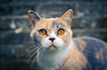 Cat - sleepy, cute, beautiful, cat, sleeping, kitty, cats, hat, cat face, paws, face, animals, pretty, beauty, sweet, kitten, lovely