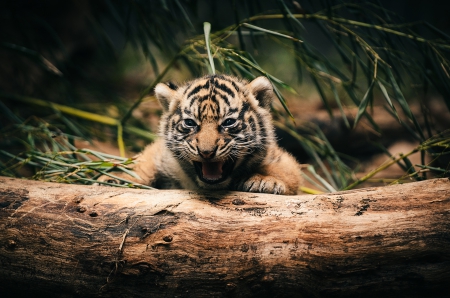 Tiger - sleepy, cute, beautiful, cat, sleeping, kitty, cats, hat, cat face, paws, face, animals, pretty, beauty, sweet, kitten, lovely