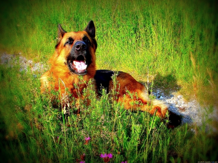 German shepherd