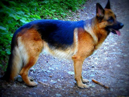 German shepherd - puppy, animals, lovely, face, dog face, playful, pretty, beautiful, dogs, playful dog, sweet, cute, puppies