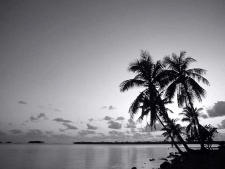 Tropical View - sky, palm, beach, sea, exotic