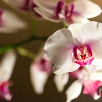 Orchids ~ for Carmen