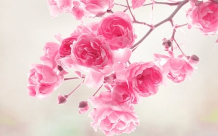 Spring - white, pink, bloom, branch, tree, flower, spring