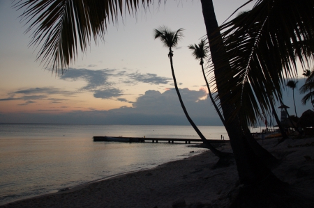 Sunset - night, sunset, palmtrees, beautiful