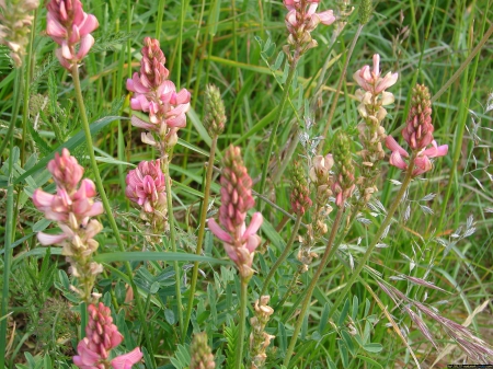 Wiesenblumen - nature, blume, flowers, pflanzen