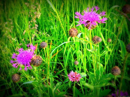 Wiesenblumen - blumen, nature, erde, flowers