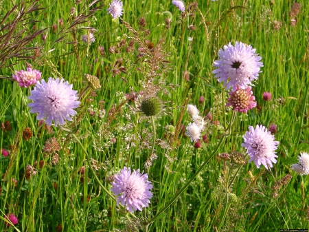 Wiesenblumen - nature, blume, flowers, pflanzen