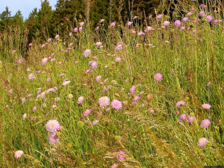 Blumenwiese - nature, erde, flowers, pflanzen