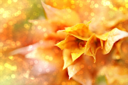 BOKEH FLOWERS - bokeh, background, large, photos, nature, yellow, orange, flowers, digital, texture