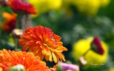 Blossoms - flowers, colour, nature, summer, photography, macro, spring, wallpaper