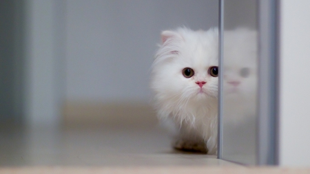 Waiting For You - white, animals, persian, kitten