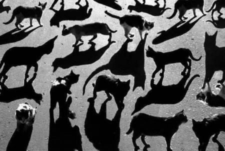 Shadow Cats - graffiti, katsenmutsen, shadows, cats