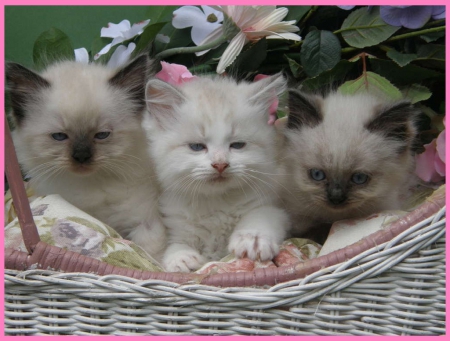 cute basket - cats, animals, cute, kittens, basket