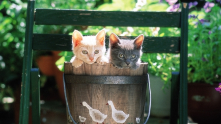 Two kittens - cute, kittens, paws, chair