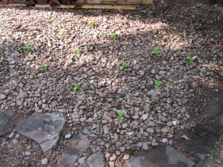 Planted a dozen new habenero plants today - nature, outdoors, plants, photography