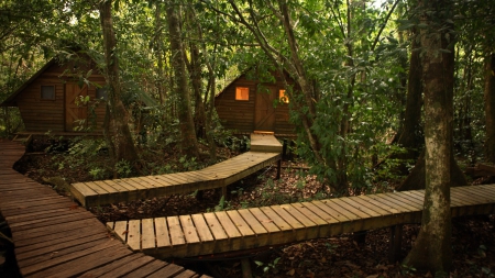 log cabins hotel in the forest - forest, logs, hotel, cabins, boardwalks