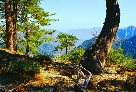 Pine Trees living on a canyon rim. - colorful, scenic, windy, natural