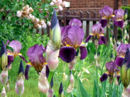 Purple life - green, purple, grass, iris