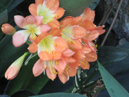 Flowering Plants Changed the World 03 - yellow, photography, green, orange, flowers, garden