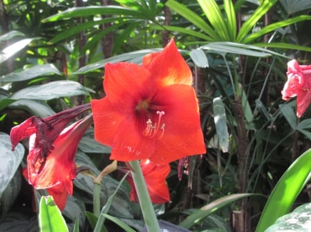 Flowering Plants Changed the World 09 - lily, red, photography, green, flowers, garden