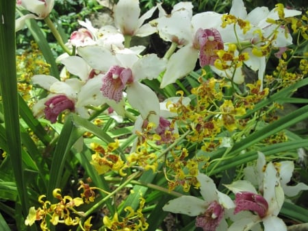 Flowering Plants Changed the World 11 - orchids, purple, yellow, photography, green, flowers, garden