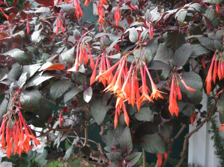 Flowering Plants Changed the World 12 - photography, orange, green, flowers, garden