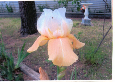 Bearded Iris - garden, flower, nature, iris