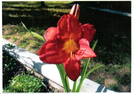 Daylily - Garden, flower, nature, lily