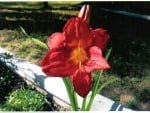 Daylily