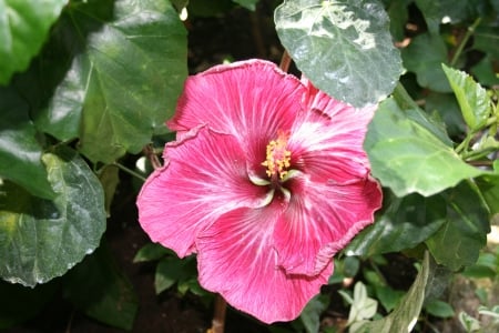 Flowering Plants Changed the World 16 - hibiscus, purple, photography, green, flowers, garden