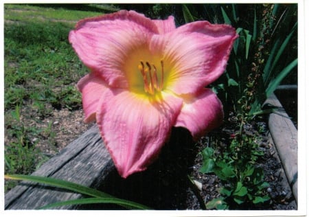 Dinnerplate daylily - daylily, garden, nature, plant