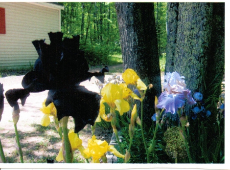 Assorted Irises - flowers, garden, nature, irises