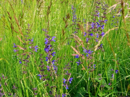 Wiesenblumen - nature, erde, flowers, pflanzen