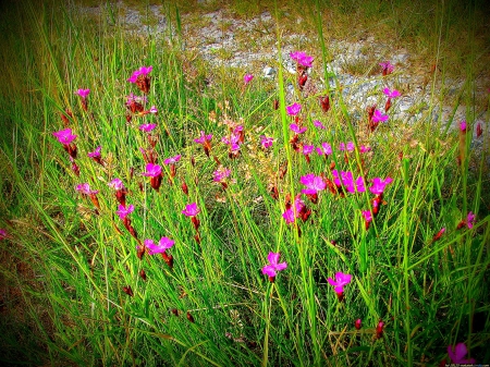 Wiesenblumen - nature, flowers, earth, pflanzen