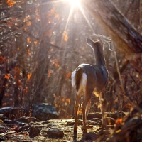 Whitetail Deer, Arkansas