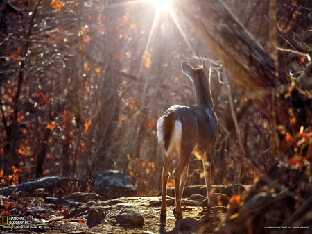 Whitetail Deer, Arkansas - animal, nature, forest, deer