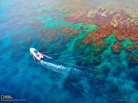 Coral Reef, Honduras - nature, oceans, coral, reef