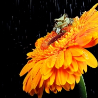 A SHOWER for FROG