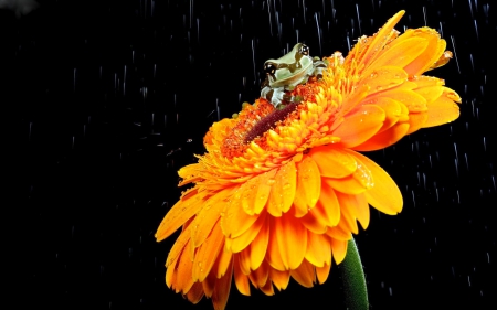 A SHOWER for FROG - frog, flower, closeup, rain