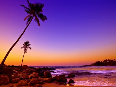 sunset beach - sunset, purple, beach, palm