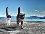 Cats walk on lonely beach